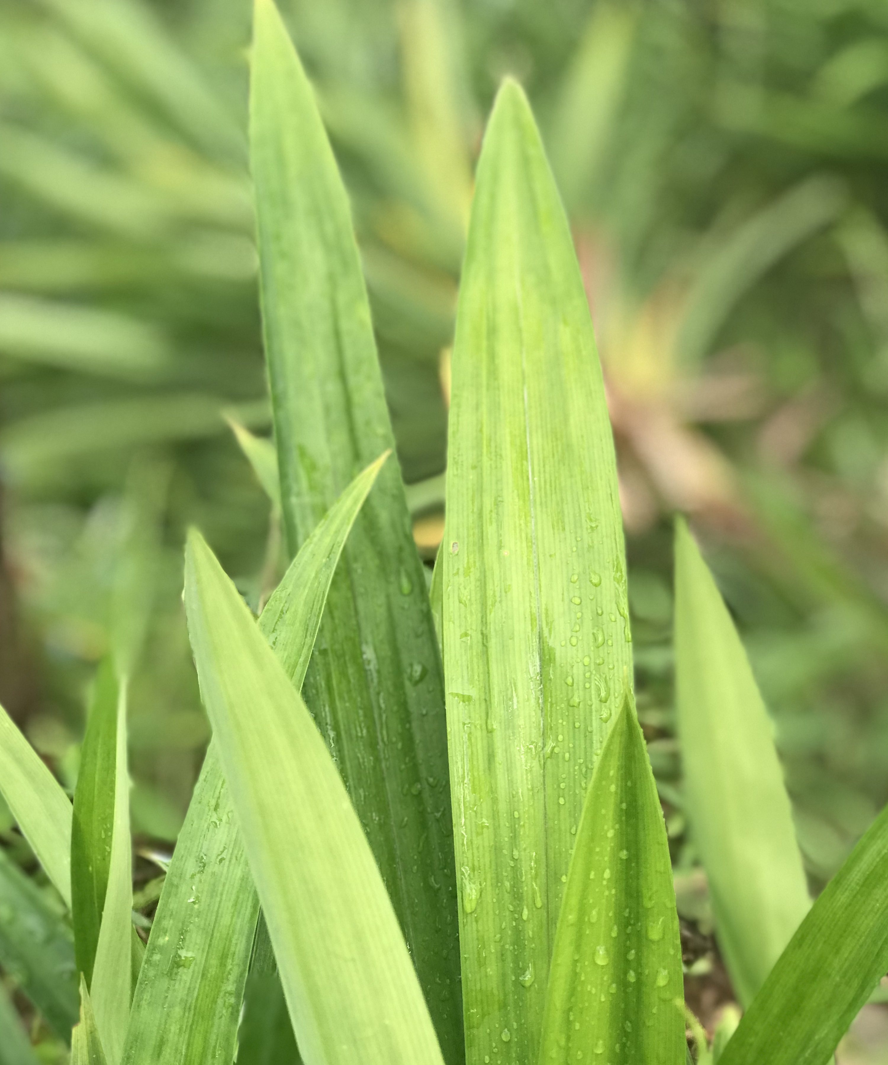 3斤包邮泰国品种新鲜班兰叶香兰叶斑斓叶蛋糕千层糕芒果糯米饭料