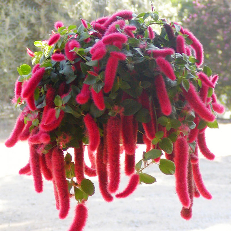 猫尾岁岁红吊兰阳台盆栽垂吊花卉穗穗红花花园时令草本花卉