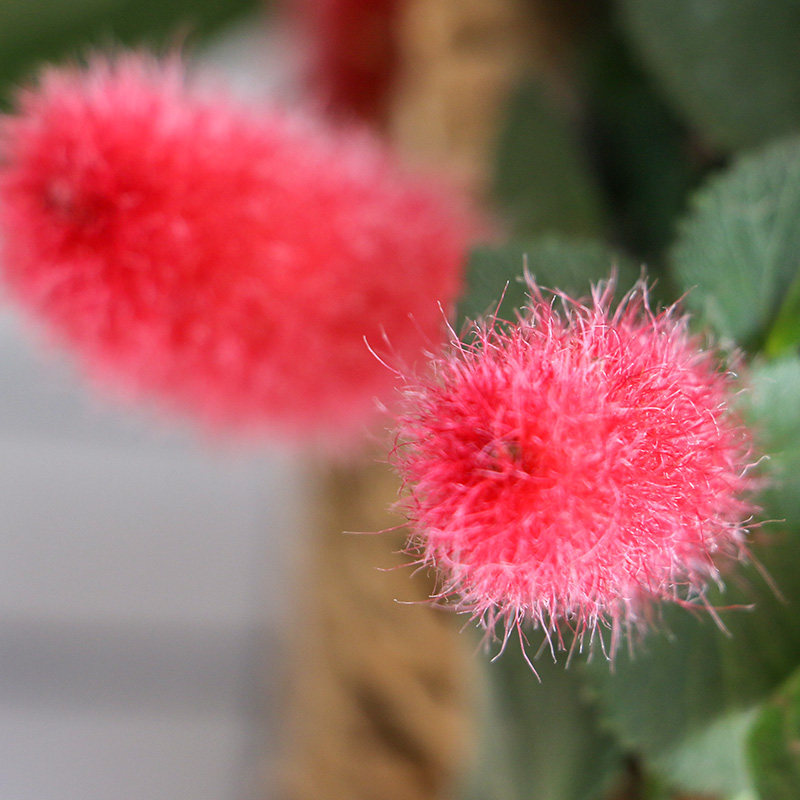 猫尾岁岁红吊兰阳台盆栽垂吊花卉穗穗红花花园时令草本花卉