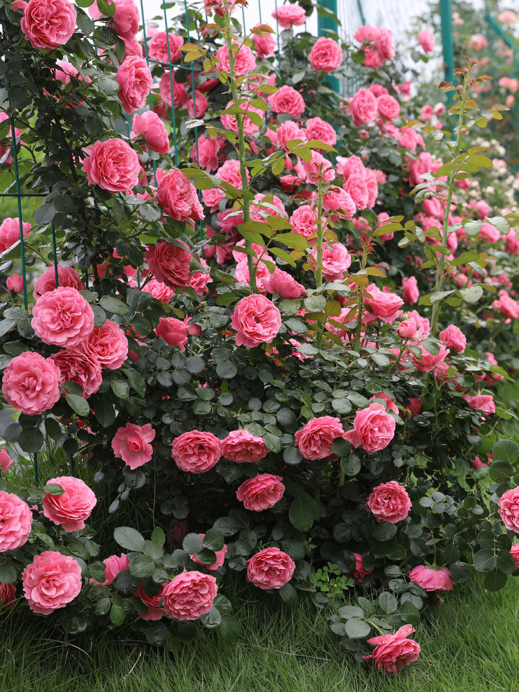 海蒂花园粉色达芬奇藤本月季欧月多季开放庭院花卉观叶