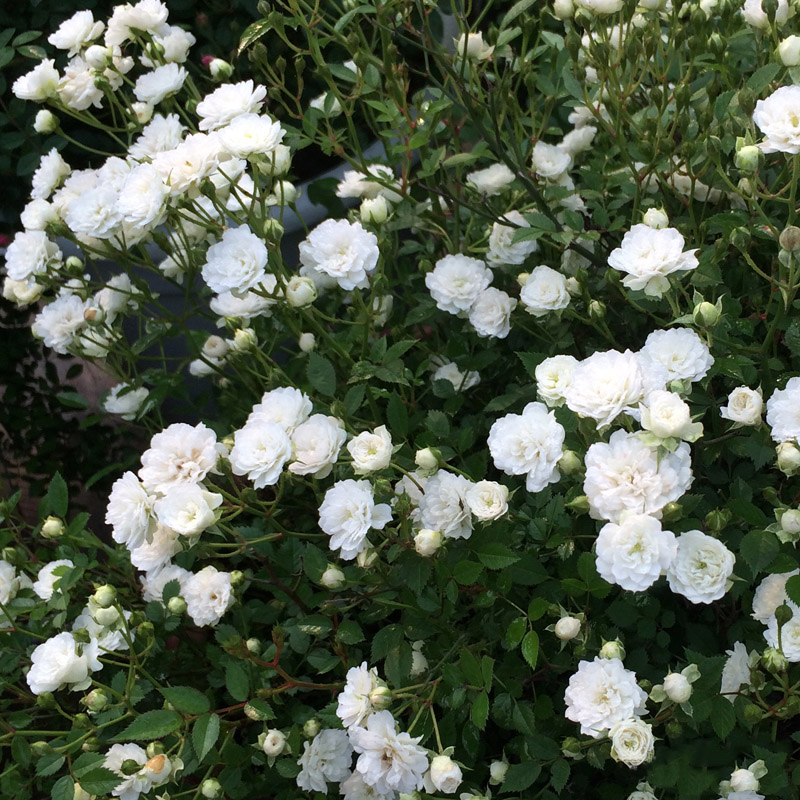海蒂花园雪月微型月季花量大适合盆景阳台花卉月季