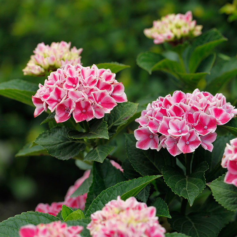 海蒂半阴盆栽植物花卉庭院露台阳台绣球拉大时令草本花卉