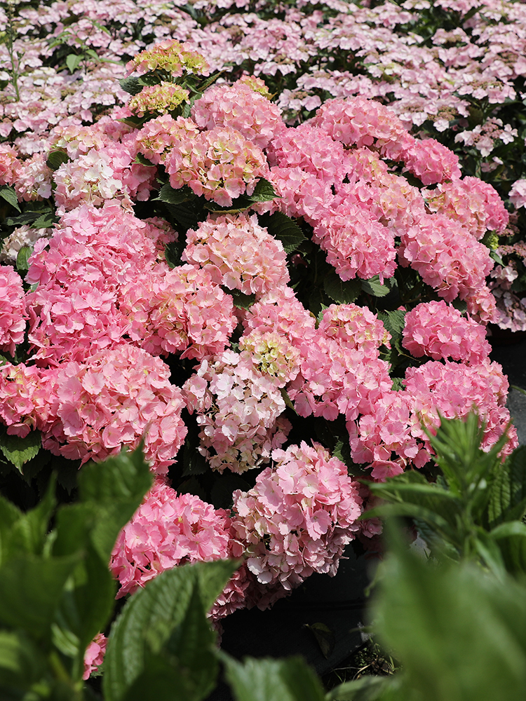 海蒂的花园 蒂亚娜大花绣球八仙花耐半阴庭院阳台花卉绿植盆栽