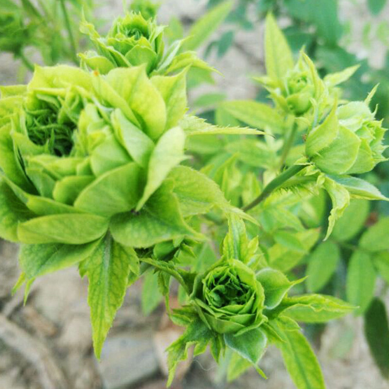 海蒂花园结绿珍微月直立月季绿色多季开花花花观叶