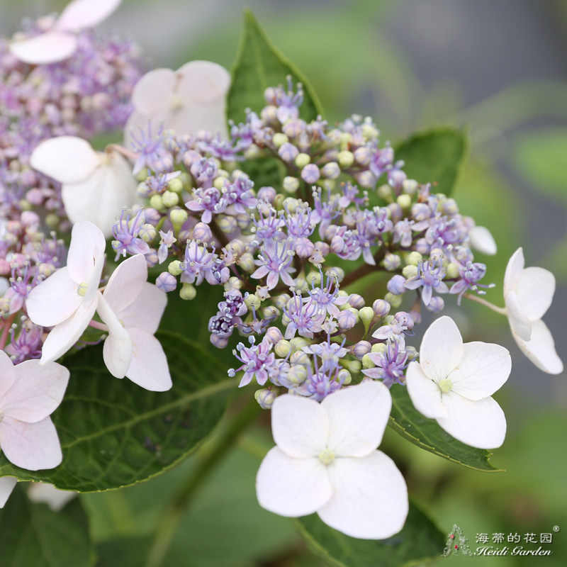 海蒂花园平瓣山绣球八仙仙花可调调色阳台庭院绣球