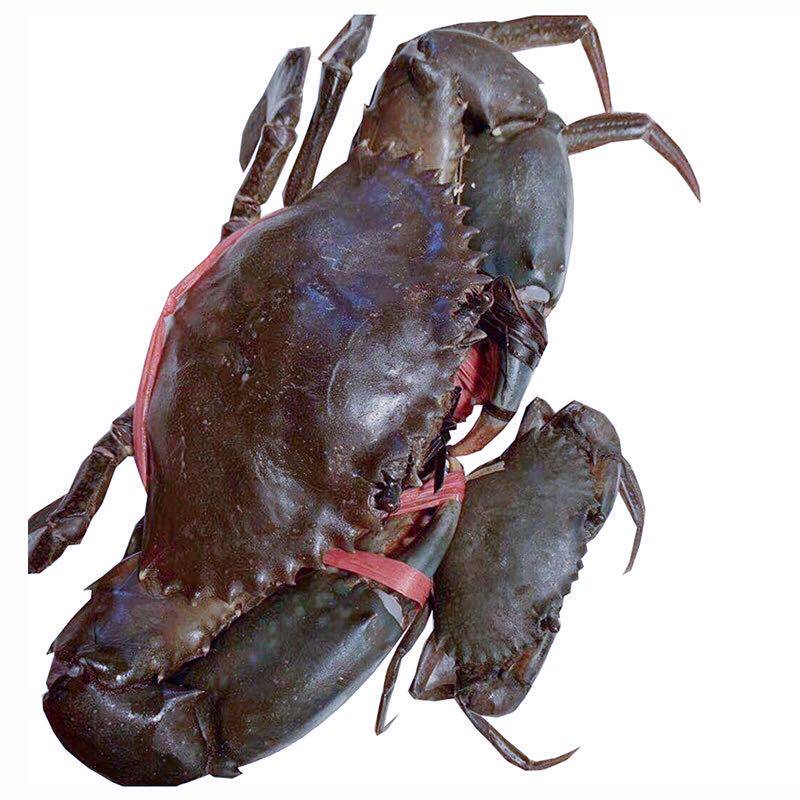 欧三哥香辣 第二份券后立减30 南非洲大青蟹xl号750g-800g/只