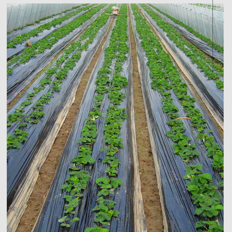 地膜农用黑色除草黑地大棚13米薄膜保温膜防塑料薄膜