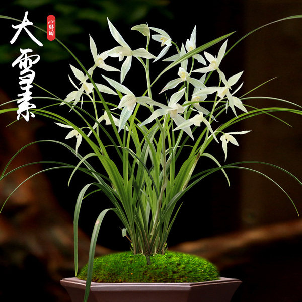 大雪莲瓣兰老品种浓香叶姿飘逸时令草本花卉