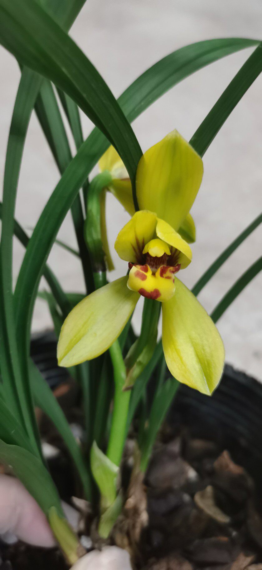 春兰黄荷小型浓香多花时令草本花卉