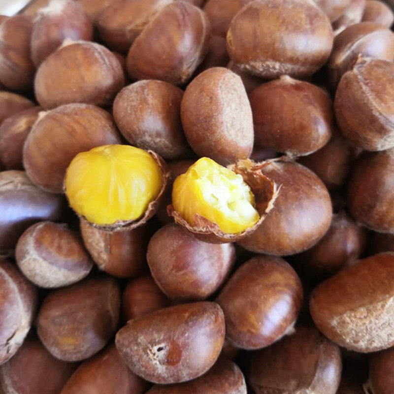 新货正宗迁西板栗野生生油栗子5斤新鲜生栗即食板栗