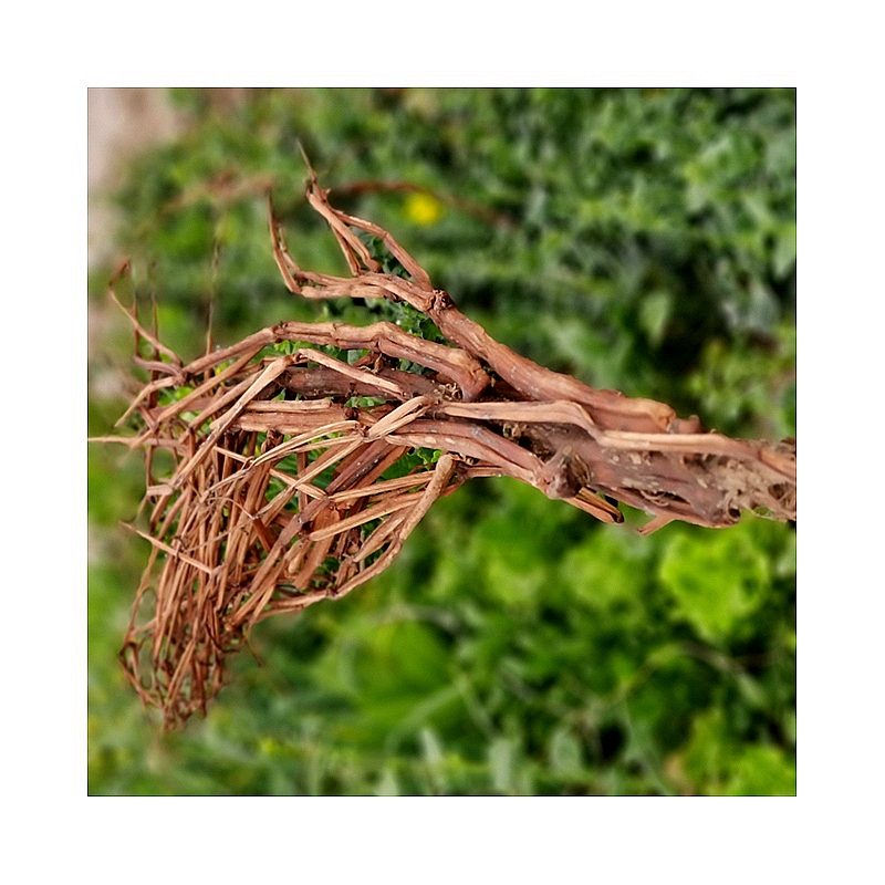 透骨草凤仙花白红色指甲草整株带根药材指甲花阴干食用500克包邮