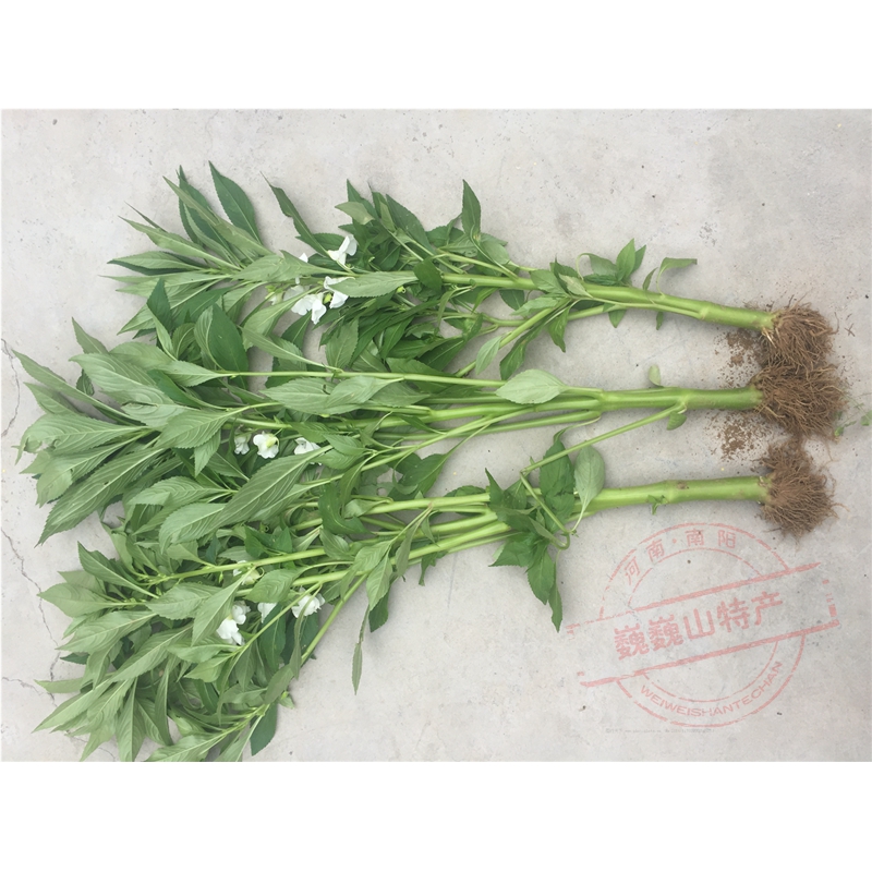 透骨草凤仙花白红色指甲草整株带根药材指甲花阴干食用500克包邮