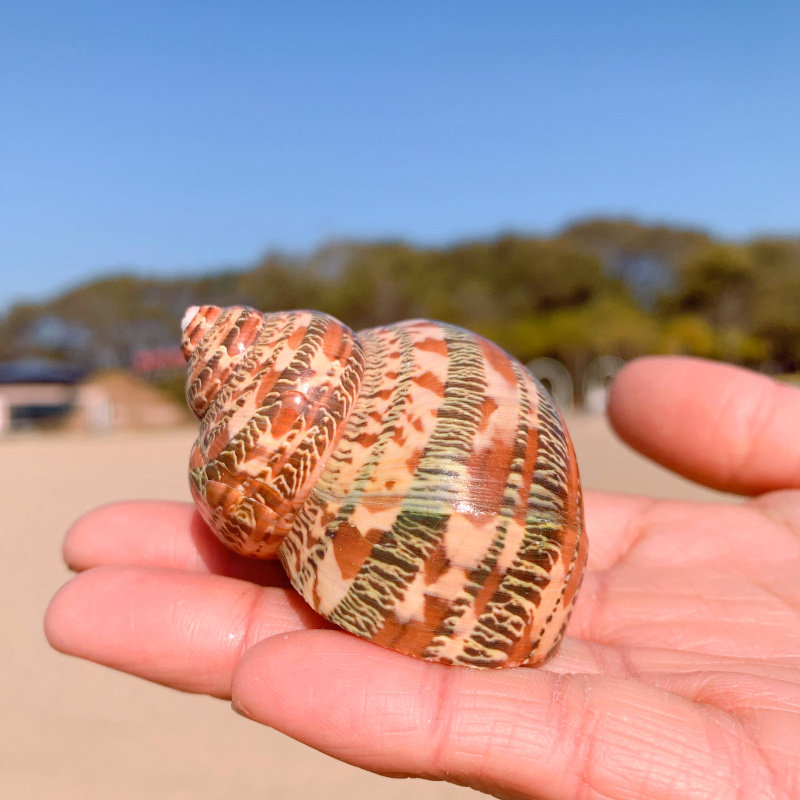 古文猫眼蝾螺卷贝鱼寄居备用替换专用天然大海海螺