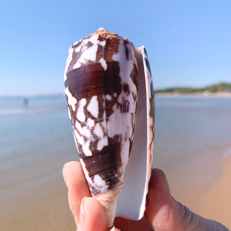 天然海螺贝壳杀手织锦芋螺玉米高贵海螺