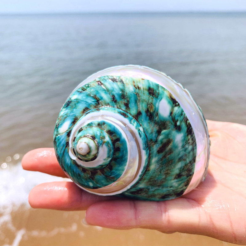 大绿螺绿嵘螺银绿蝾螺精品天然海螺贝壳标本海螺