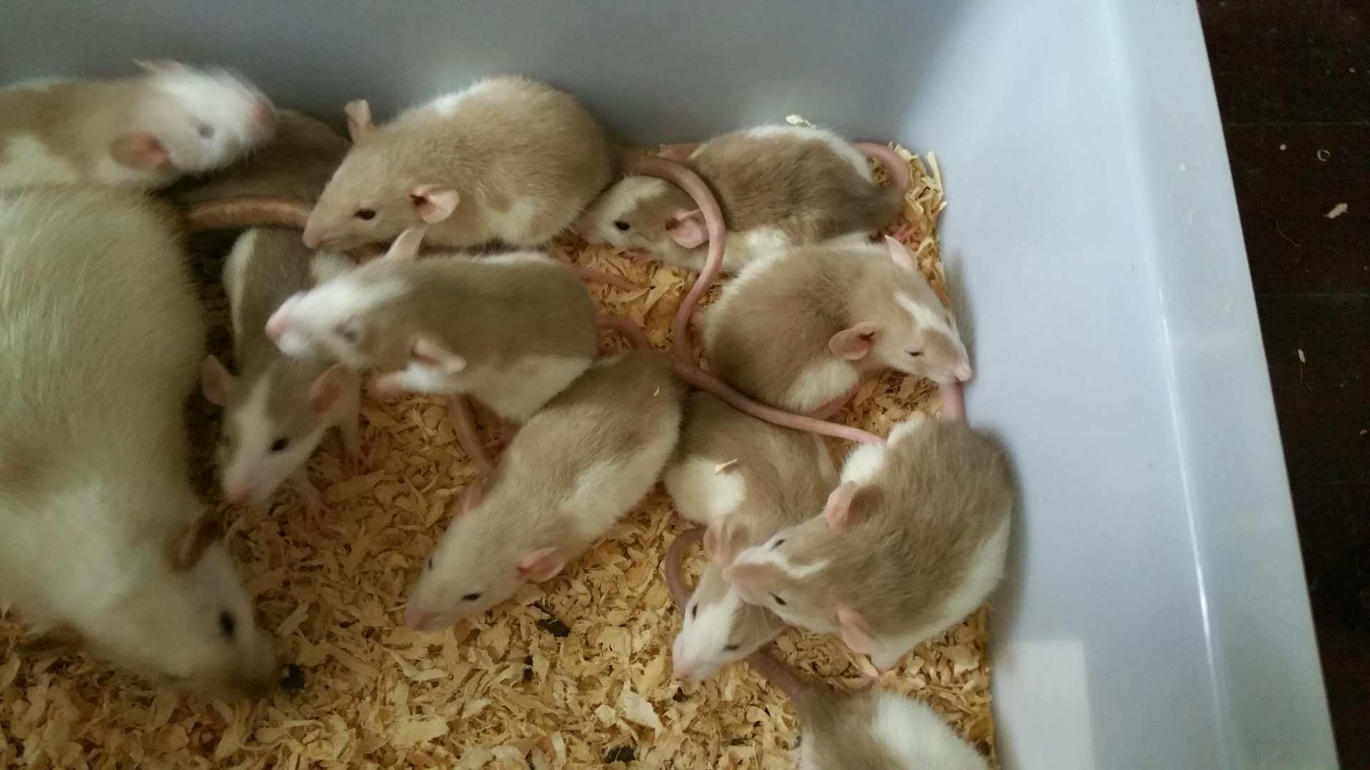 宠物花枝鼠活体哈各种哈飞象俄蓝暹罗买一送一包活包邮送盒视频选