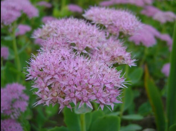 八宝景天盆栽蝎子草三七植物防蚊虫叮咬中草药苗止痒跌打损