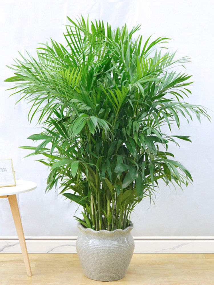 夏威夷盆栽椰子散尾竹子甲醛新房装修花卉绿植绿植