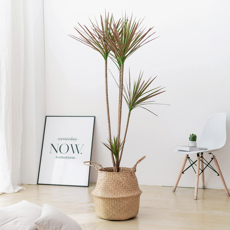 千年盆栽三色龙血七彩室内大型绿植办公室客厅大型绿植