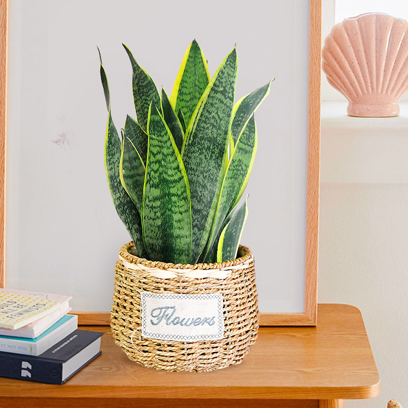 虎皮兰金金边虎尾盆栽花卉绿植甲醛办公室桌面绿植