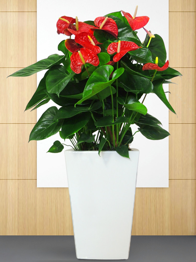 盆栽花卉大号红掌白掌四季开花吉星高照办公室带花绿植