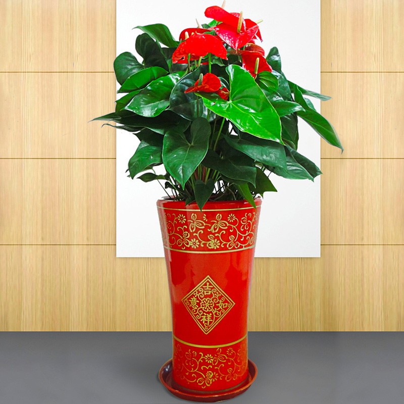 盆栽花卉大号红掌白掌四季开花吉星高照办公室带花绿植