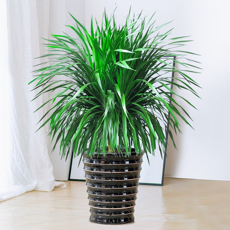 龙须树大型盆栽龙血办公办公室室内净化空气甲醛绿植绿植