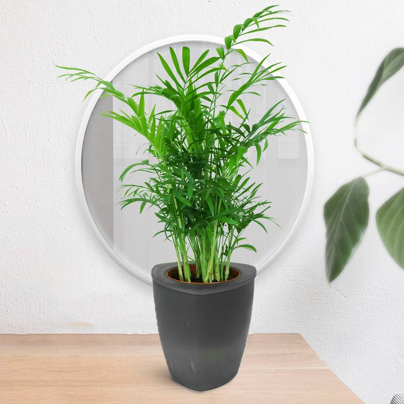 水培袖珍椰子室内绿植水养盆景桌面盆栽辐射绿植