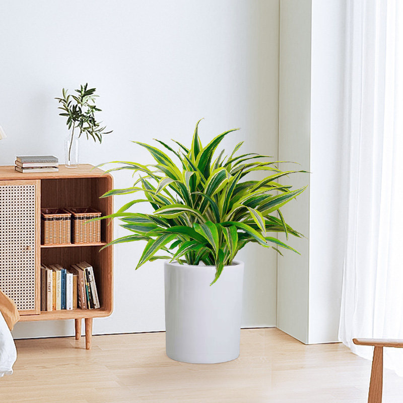 巴西美人盆栽西铁金边客厅办公办公室室内净化空气绿植