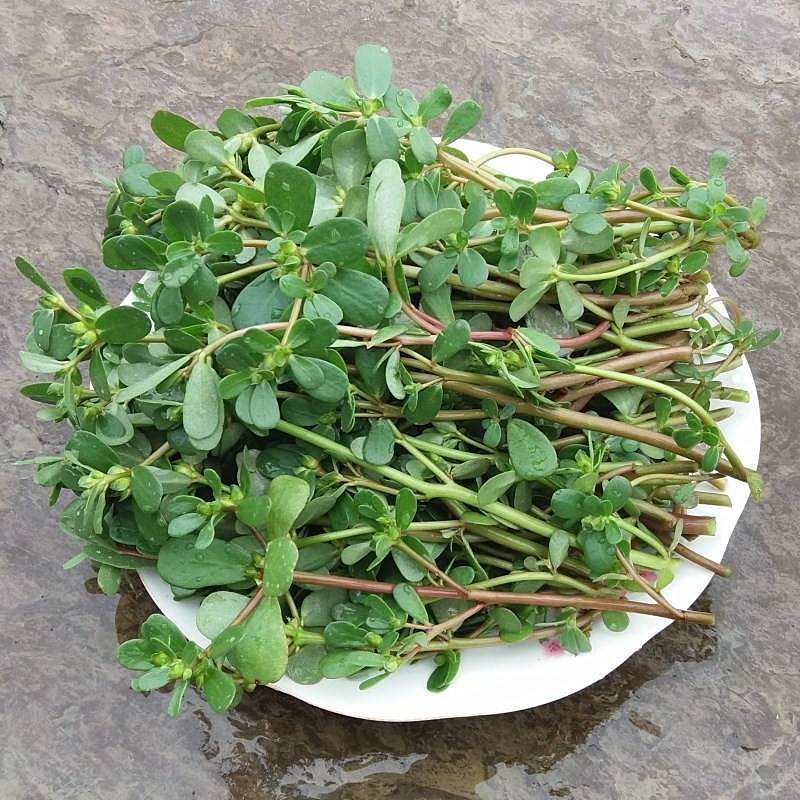 新鲜野生马齿苋当季现挖长寿五行行草马蜂菜马其它