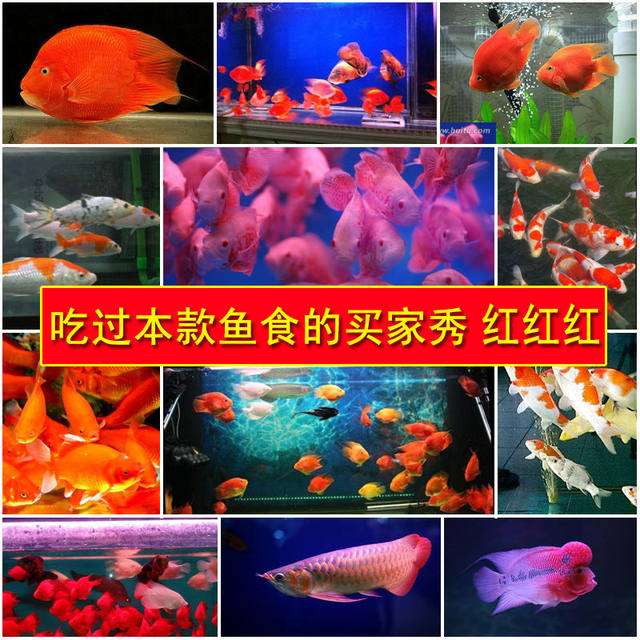 Fish food general purpose small-particle goldfish koi fish feed small ornamental fish grain Spirulina color-enhancing fish bait Fish food general purpose small-particle goldfish koi fish feed small ornamental fish grain Spirulina color-enhancing fish bait