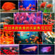 Fish food general purpose small-particle goldfish koi fish feed small ornamental fish grain Spirulina color-enhancing fish bait Fish food general purpose small-particle goldfish koi fish feed small ornamental fish grain Spirulina color-enhancing fish bait