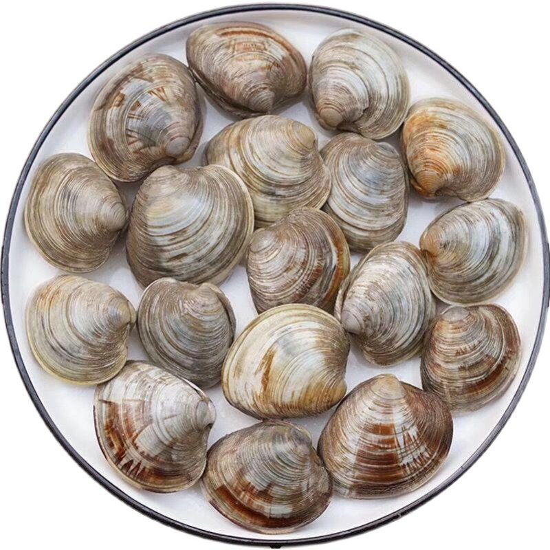 鲜活大个美贝贝纯野生超大蛤蜊黄蚬花蛤温蛤其它