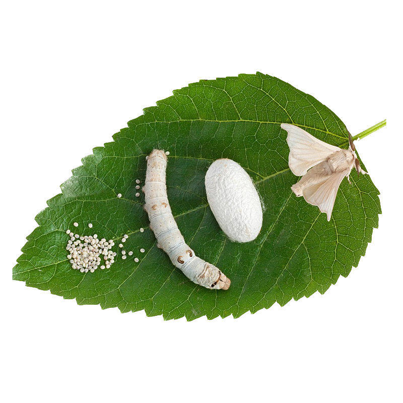 新鲜桑叶鲜嫩蚕叶蚕宝宝蚕卵学生桑树叶活大桑叶现摘现货500克1斤