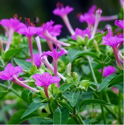 紫茉莉春季种花种籽阳台专用地雷花混色花籽盆栽家庭园艺种子