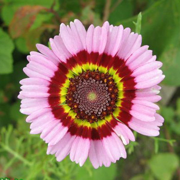 花环菊夏季观花植物活开花不断播种花卉种子阳台花种籽春季菊花
