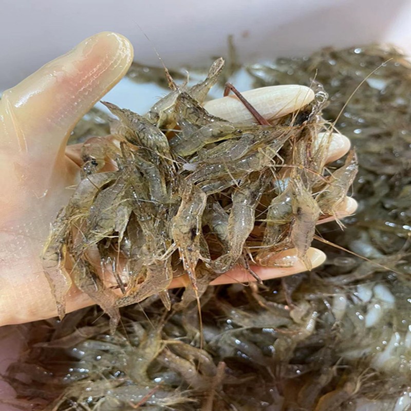 新鲜淡水小虾草虾明虾青白虾河虾米钓鱼喂龟活虾