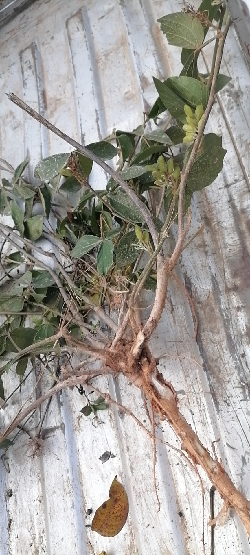 野生千斤拨蔓性千斤拔土黄芩钻地风一条根新货小叶干品1000克