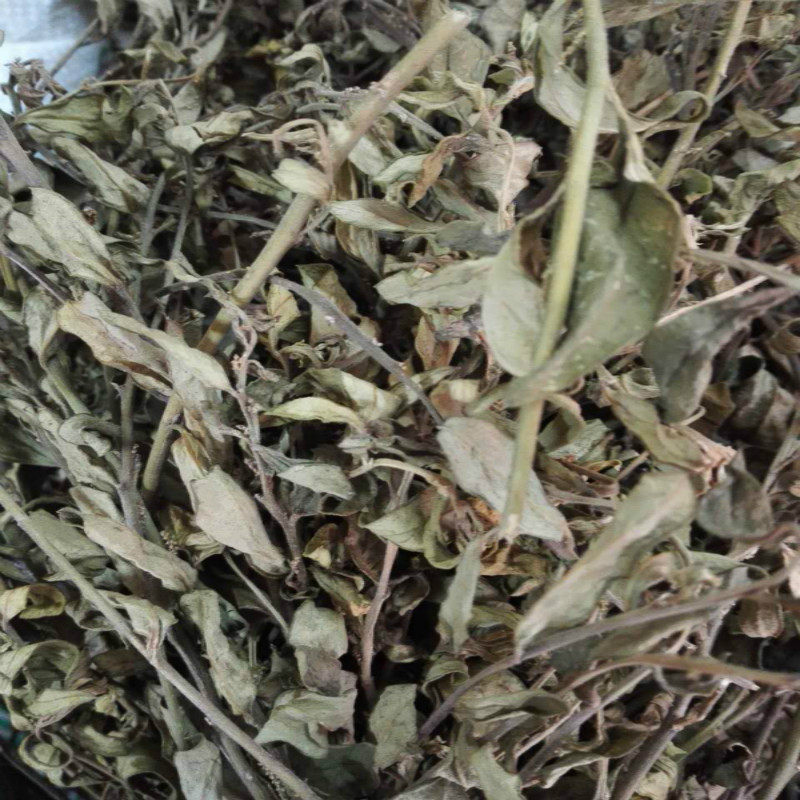 野生中草药金不换大叶瓜子紫背金牛全株晒干带根传统滋补品其他