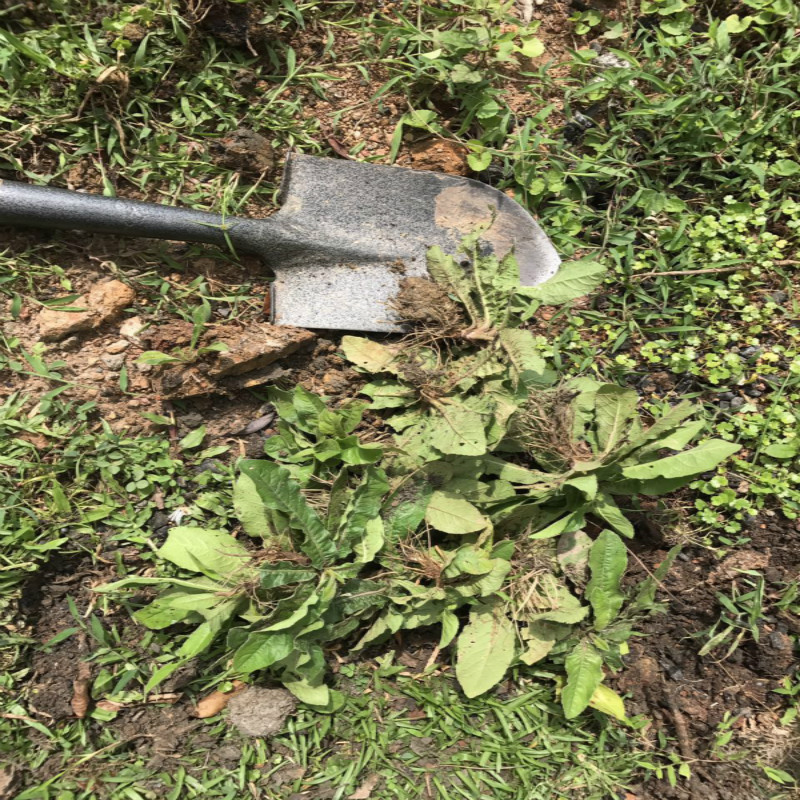 野生山草药地胆头地胆草白花地胆头地斩头地苦胆全株晒干