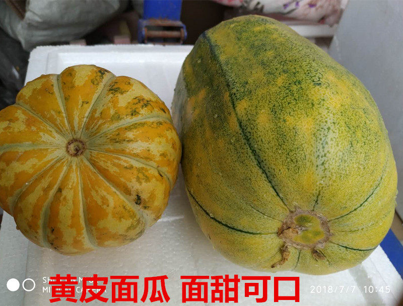 皮面山东老面黄皮瓜黑香瓜老年人低糖水果采摘甜瓜