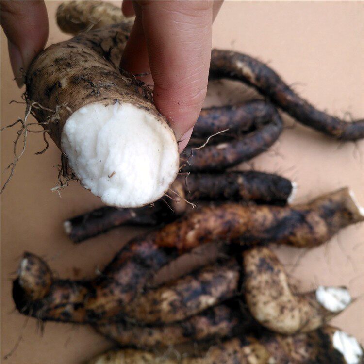 山药野山1斤广西正宗野生5斤新鲜粉糯淮怀新鲜山药