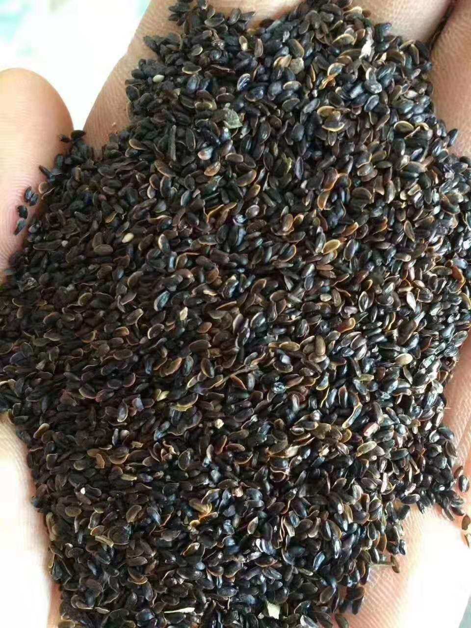 桔梗种子纯新中药材种籽桔梗花种苗药食泡菜散装绿植