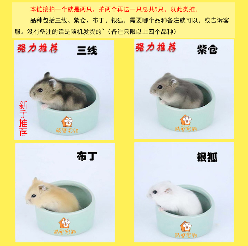 仓鼠宠物公仔活体动物小动宝宝活物三线银狐仓鼠