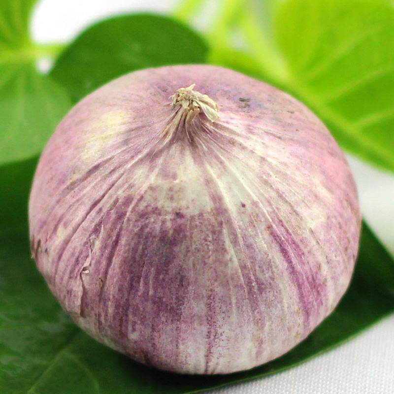 云南紫皮大蒜 生态新鲜蒜头蔬菜种植干独头蒜蒜蓉调料5斤低价包邮