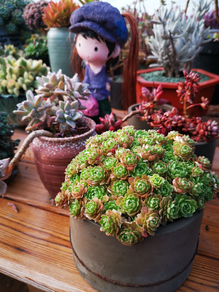 瓦莲心头实拍小野野玫瑰红颜韩国进口多肉植物多肉植物