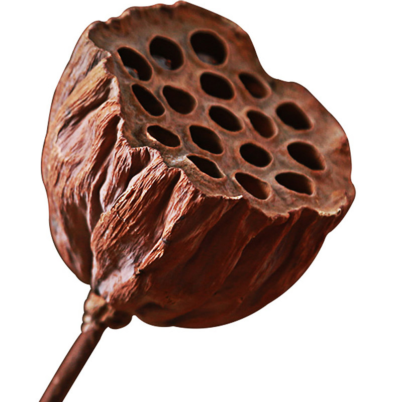 莲蓬天然干花禅意茶室装饰花瓶摆件拍摄道具干花