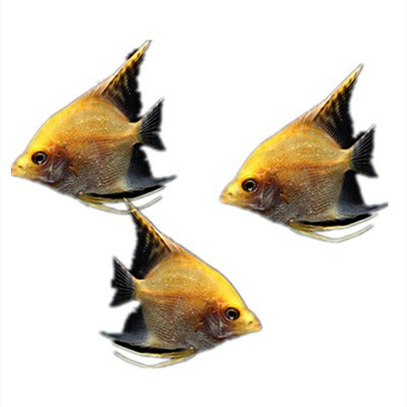 钻石红头神仙仙鱼39cm燕鱼慈鲷热带观赏鱼活体鱼