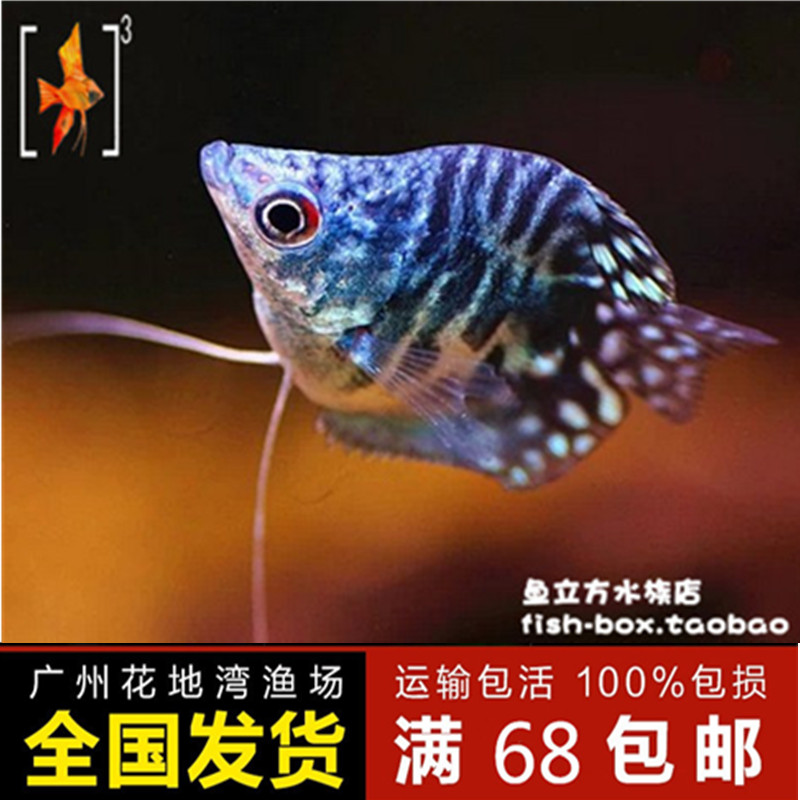 龙鱼皮球曼龙球形蓝曼3cm左右活体热带鱼观赏鱼鱼