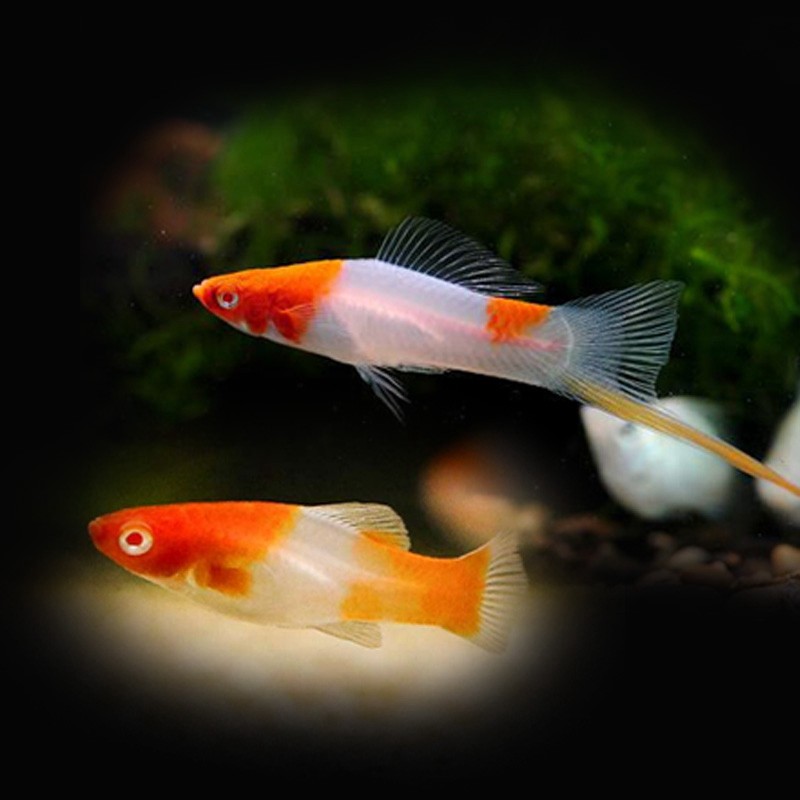 热带胎生鱼小型鱼金玛丽鱼米奇鱼月光鱼红剑活体繁殖练手好养易活